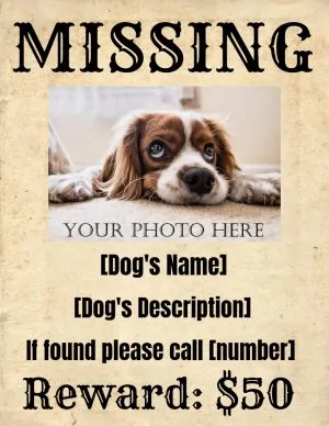 missing dog poster