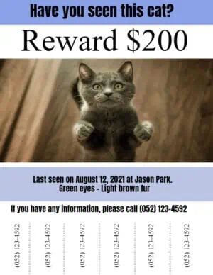 missing cat flyer