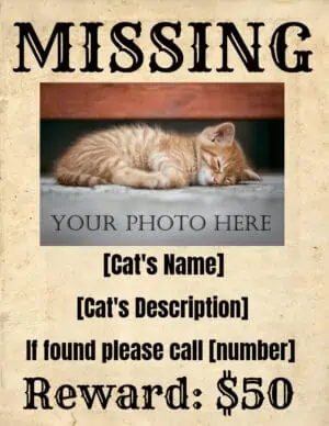 Missing Cat Poster