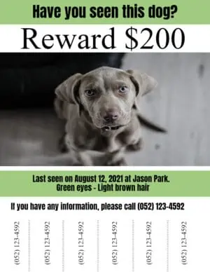 Missing dog